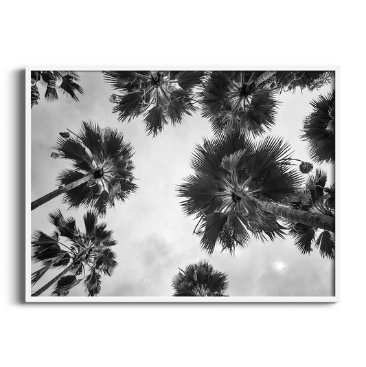 Date Palm Grove | Black and White Art Print